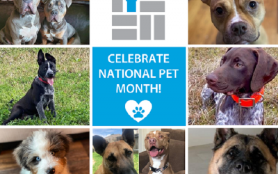 It’s National Pet Month – The perfect time to think about protecting them!