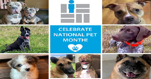 It's National Pet Month - The perfect time to think about protecting them!